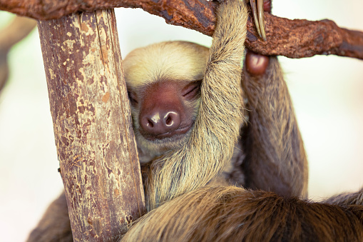 sleeping baby sloth in costa rica.