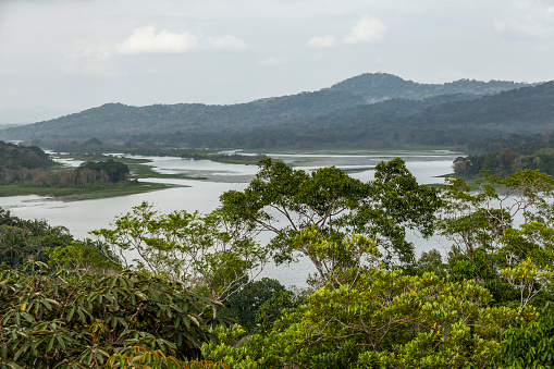 tropical chagres river delta in panama.