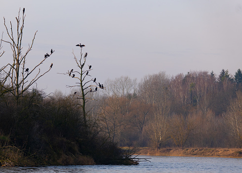 Landscape of the Narew River in Poland
