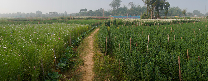 Panorama of multi-coloured aster and others flowers of khirai, West bengal, India in full bloom. Huge cultivation of flowers to be exported in different foreign countries and generate huge earning.