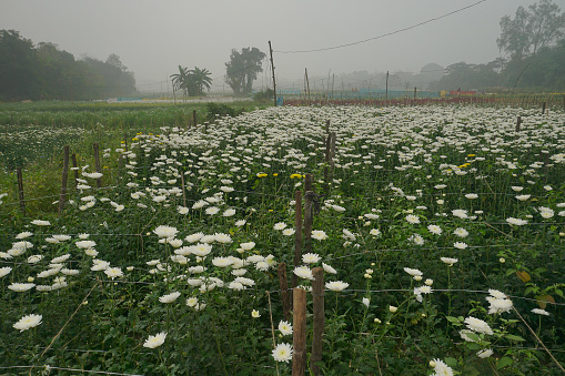 Vast field of budding Chrysanthemums, Chandramalika, Chandramallika, mums , chrysanths, genus Chrysanthemum, family Asteraceae. Winter morning at Valley of flowers at Khirai, West Bengal, India.