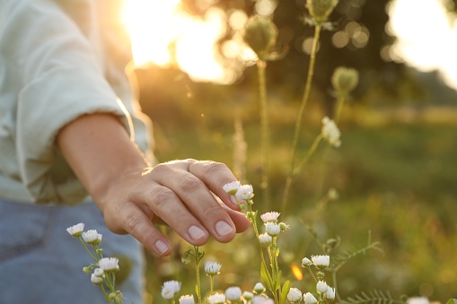 Woman walking through meadow and touching beautiful white flowers at sunset, closeup. Space for text