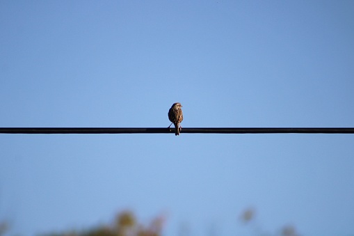 A savannah sparrow perched on an electrical wire.