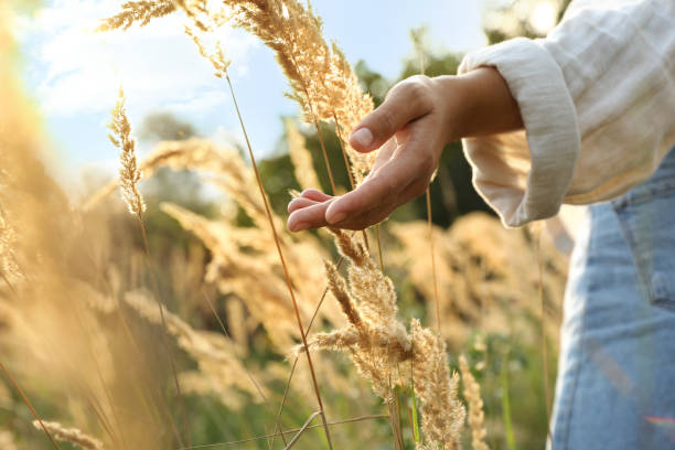 istock Woman walking through meadow and touching reed grass, closeup 1922730966