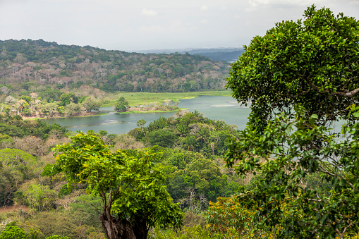 tropical chagres river delta in panama.