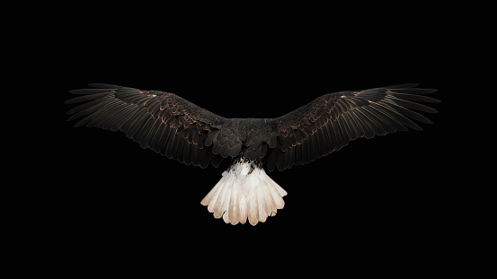 Black Background perched Bald Eagle
