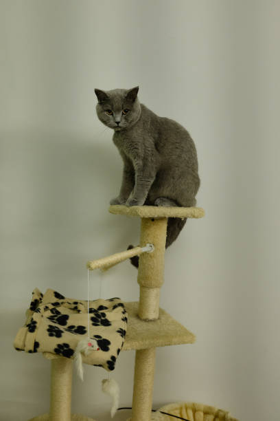 istock British shorthair cat 1922742759