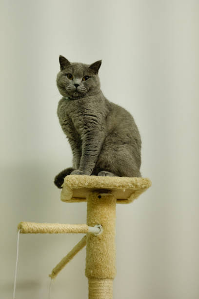 istock British shorthair cat 1922742764
