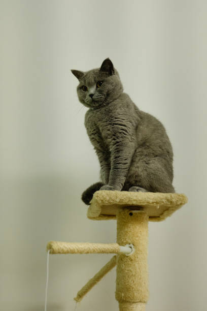 istock British shorthair cat 1922742765