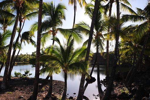 High angle film photograph the beach and ocean through lush greenery on a tropical island.