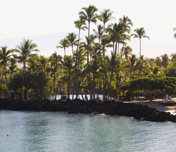 A grove of hundreds of palm trees from every angle located at an ancient Hawaiian fish pond on the island of Hawaii.  Backed by clear blue skies these majestic palms sway in the breeze and filter light down to the land.