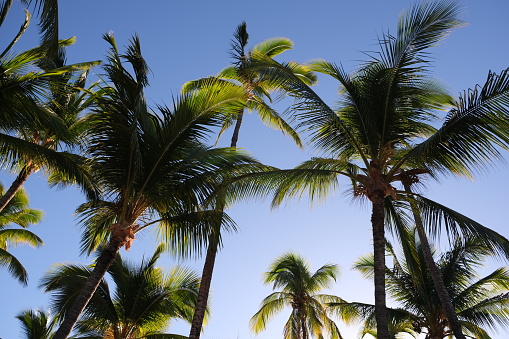A grove of hundreds of palm trees from every angle located at an ancient Hawaiian fish pond on the island of Hawaii.  Backed by clear blue skies these majestic palms sway in the breeze and filter light down to the land.