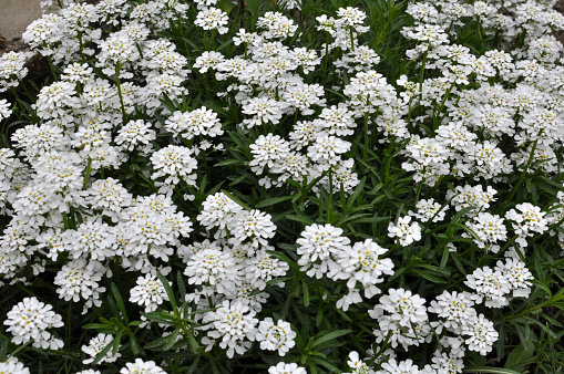 Evergreen iberis with white flowers grows in a flower bed