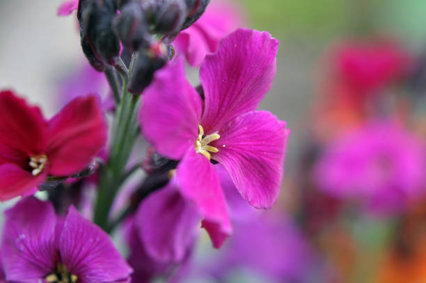 In spring, Erysimum cheiri (Cheiranthus cheiri) blooms in the garden in the flower garden