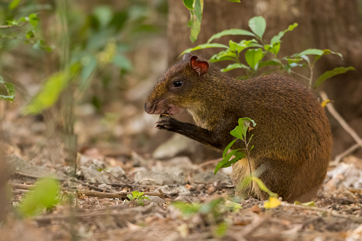 The Central American agouti (Dasyprocta punctata) in the Cloud Forest of Monteverde, Costa Rica. Wildlife.