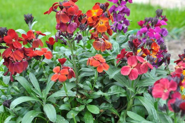 istock Erysimum cheiri (Cheiranthus cheiri) blooms in the garden in spring 1922754866