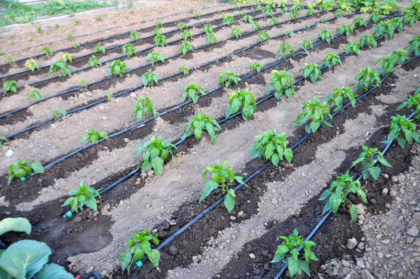 pepper cultivation using drip irrigation - greenhouse pepper vegetable garden agriculture foto e immagini stock