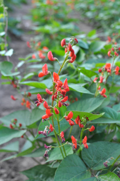 istock Common bean (Phaseolus vulgaris) is blooming in the garden 1922755957