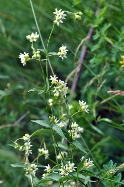 in spring, vincetoxicum hirundinaria blooms in the forest - antitoxin foto e immagini stock