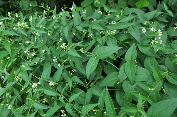 in spring, vincetoxicum hirundinaria blooms in the forest - antitoxin foto e immagini stock