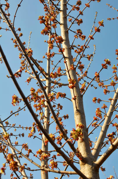 istock In nature, the ash maple (Acer negundo) blooms 1922757725