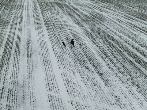 A man with a Siberian husky dog walks outdoors in a field in winter. High quality photo