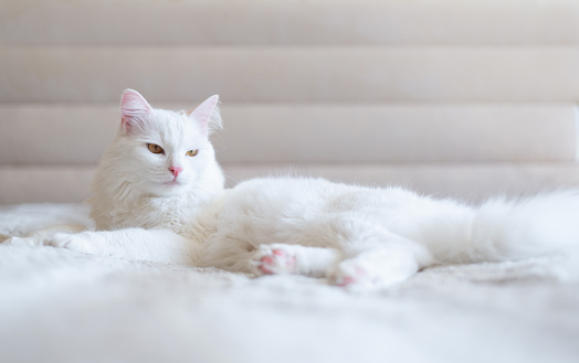 Portrait of serious white cat lying on the sofa in the comfort of apartment