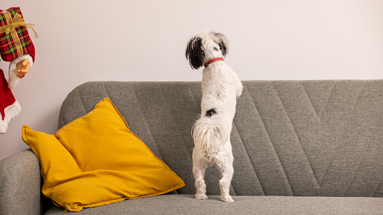 Rear-view of an curious black and white Morkie dog, standing on the sofa