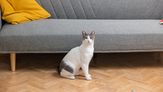 Portrait of an gray and white mixed-breed domestic cat, near the sofa