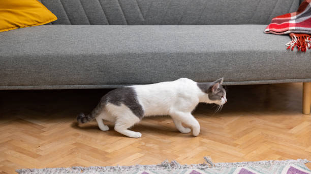 istock Mixed-breed domestic cat, stretching under the sofa while coming out 1922776161
