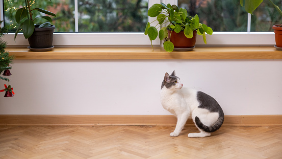 Gray and white mixed-breed domestic cat, under the window sill