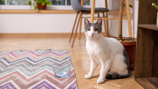 Portrait of an gray and white mixed-breed domestic cat, looking at camera\nShe is in the room
