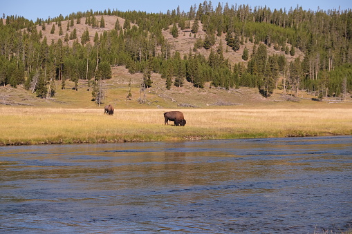 Wild and mighty American buffalos or bison grazing on pasture and open lands in Yellowstone National Park against blue cloud sky. The bison moving around in herds and some individuals grazing on their own.