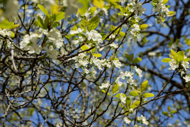 istock spring garden with cherry blossoms in sunny weather 1922782288