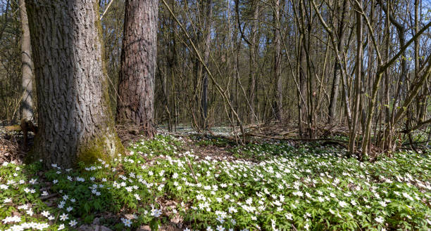 istock the first spring flowers of anemone are white in a mixed forest 1922782851