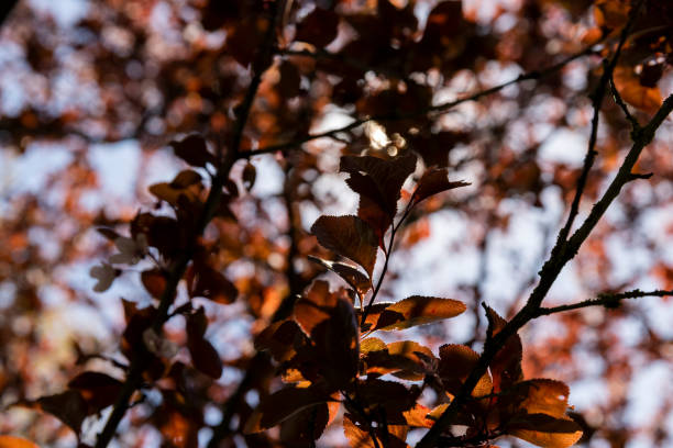 istock blooming cherry tree with red foliage in the spring season 1922782869