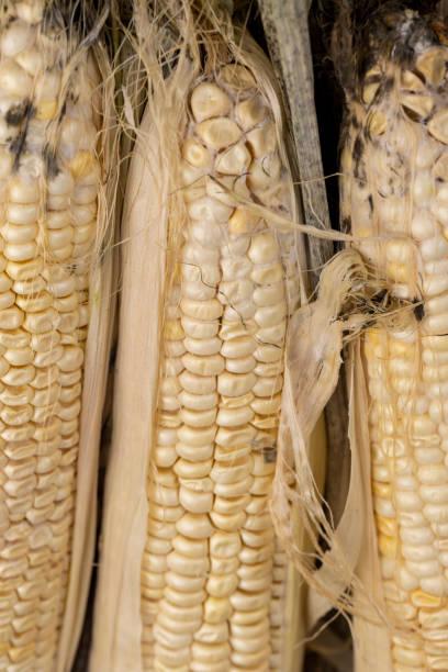 istock old spoiled sweet ripe corn food 1922783396