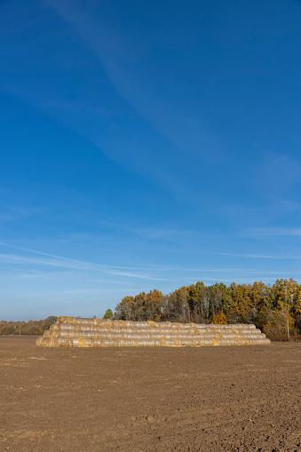 stacked straw stacks after harvesting, straw storage in stacks on the field