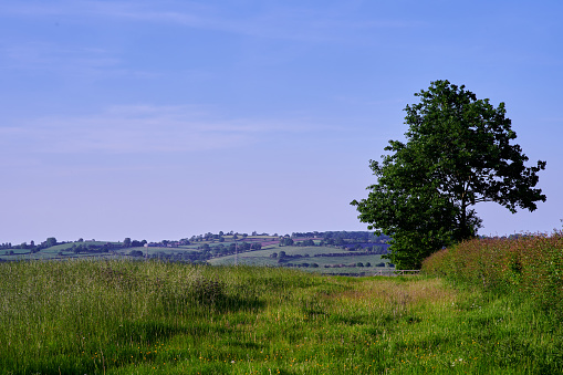 Single green tree in countryside under blue sky in summer