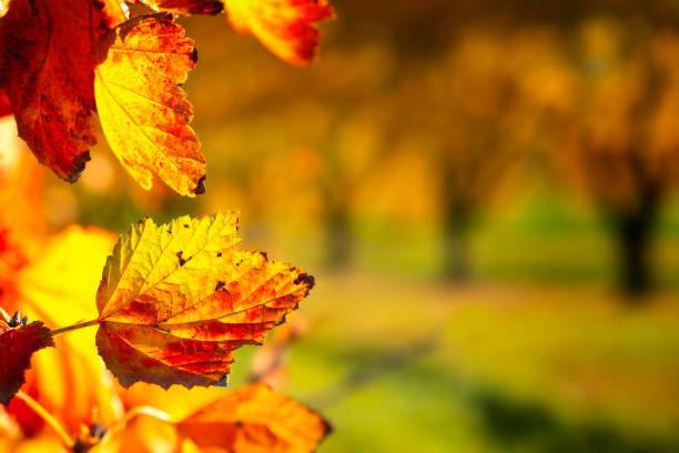 The warm autumn sun brings out the texture of the vineyard leaves, which are tinged with red, orange and yellow. The grapes have already been harvested.