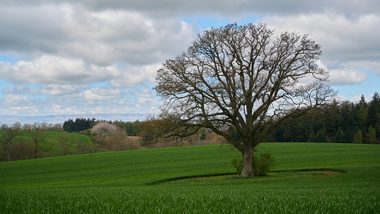 Lone tree with no leaves in countryside in England under blue sky with clouds