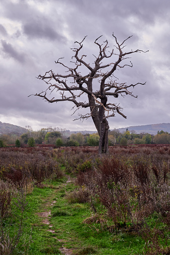 Lone dead tree with no leaves in barren countryside in England under cloudy sky
