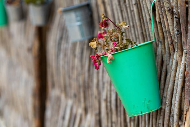 flower pot with weathered flowers as decoration in selective focus