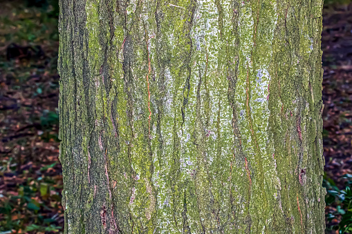 Honey locust or bark texture Gleditsia triacanthos. Natural leather nature background.