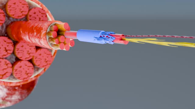 3d Illustration of Muscle Type: Heart muscle - cross section through muscle with muscle fibers visible - 3D Rendering