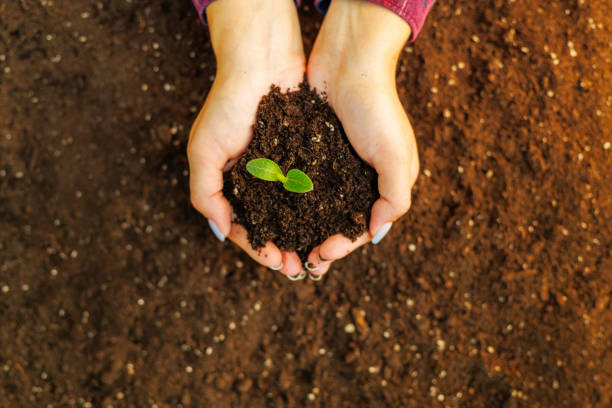 Overhead view of hands gently holding a clump of soil with a small green seedling, ready for planting.