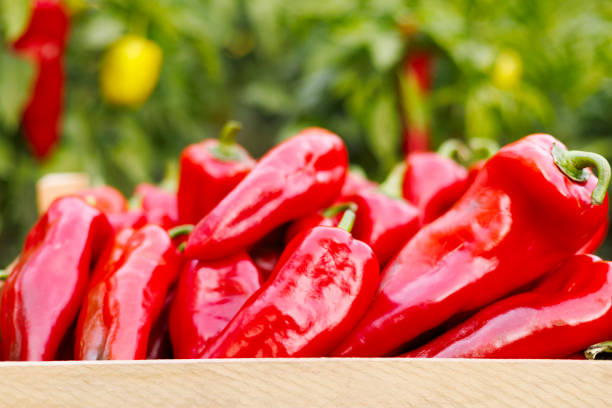 Crate full of vibrant red bell peppers with a blurred background of a garden, showcasing fresh harvest.