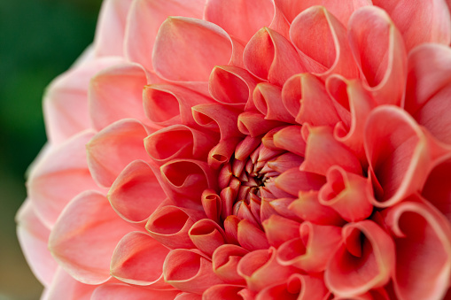Abstract top view macro close-up of part of a ball shaped pink/orange Dahlia flower head, shallow DOF