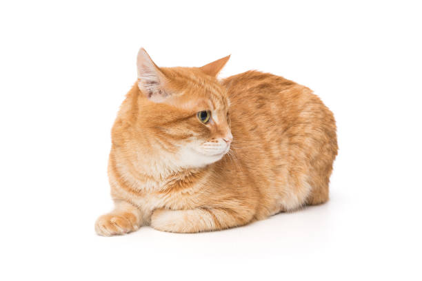 istock Beautiful red cat sits sideways and looks away 1922838860