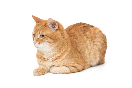 Beautiful red cat sits sideways and looks away, isolated on a white background